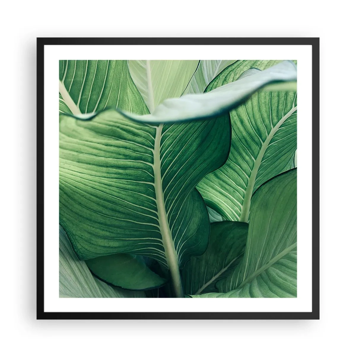 Poster în ramă neagră - Viață intensă în verde - 60x60 cm