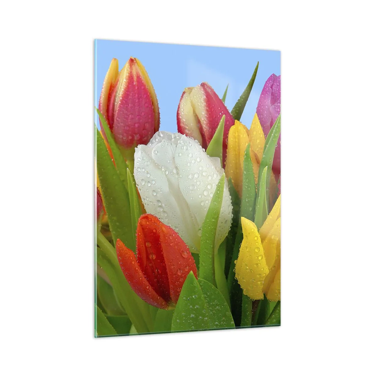 Tablou pe sticlă - Un curcubeu floral în picături de rouă - 50x70 cm