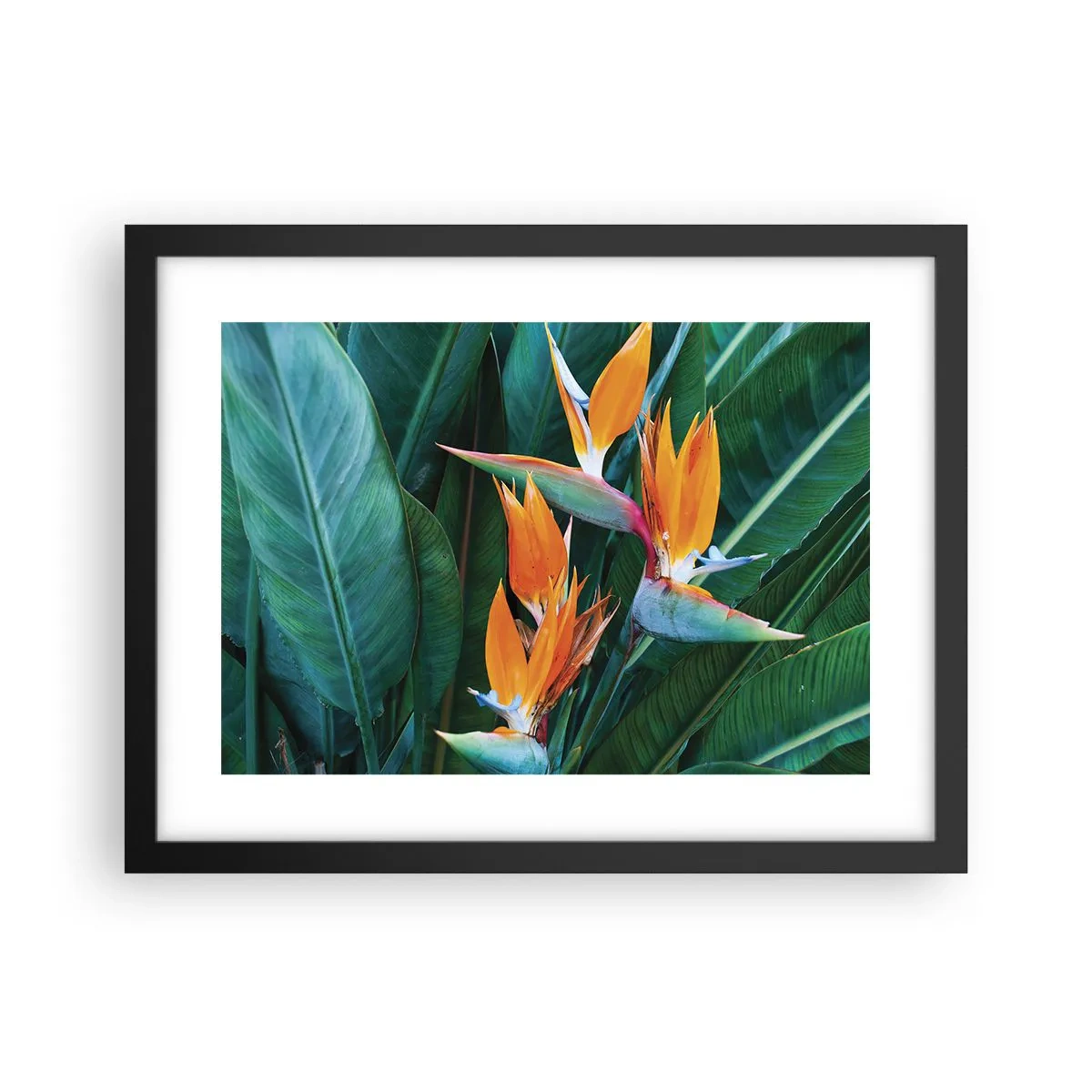 Poster în ramă neagră - Este o floare sau o pasăre? - 40x30 cm
