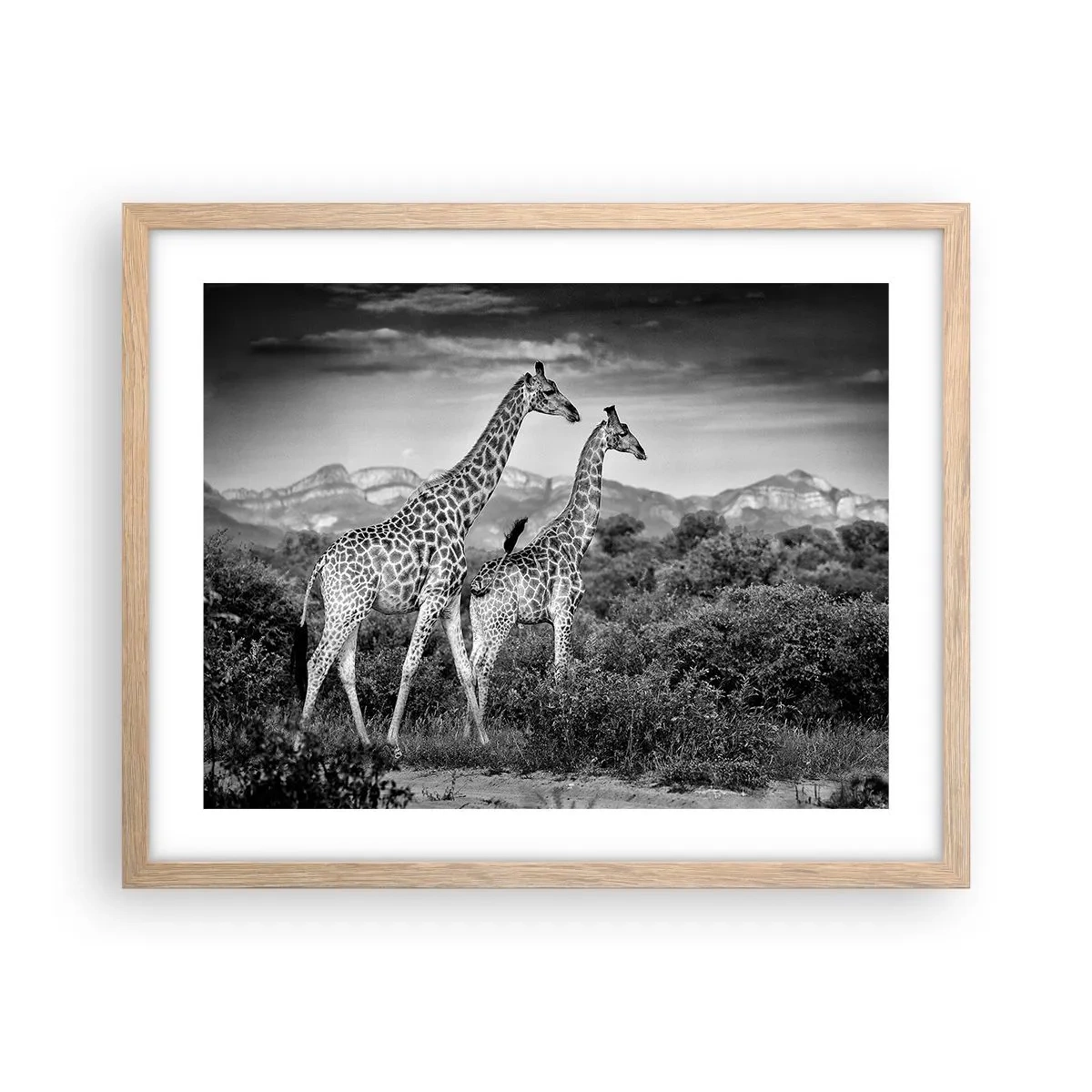 Poster în ramă de stejar deschis - Clasele superioare din Africa - 50x40 cm