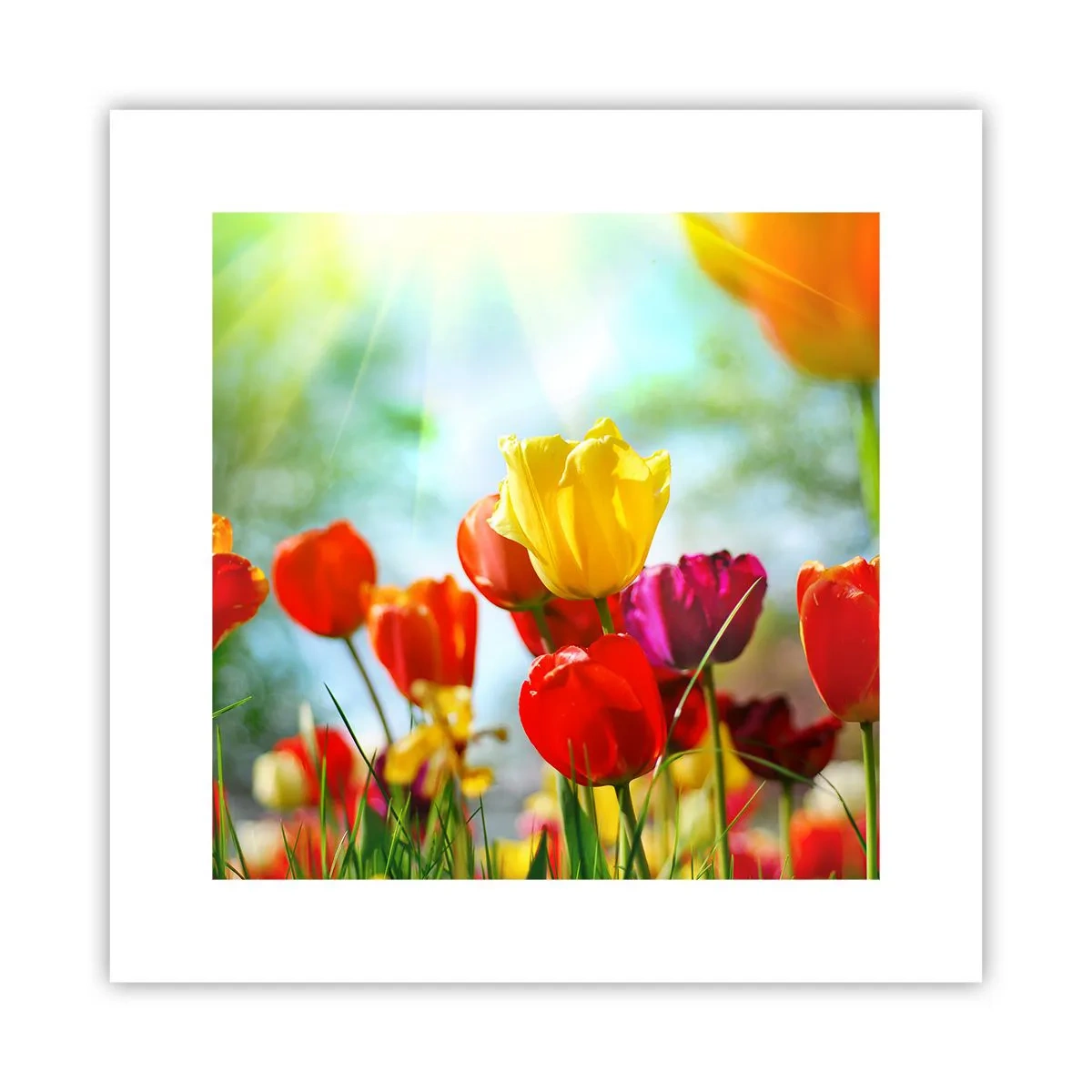 Poster - Toate culorile soarelui - 30x30 cm