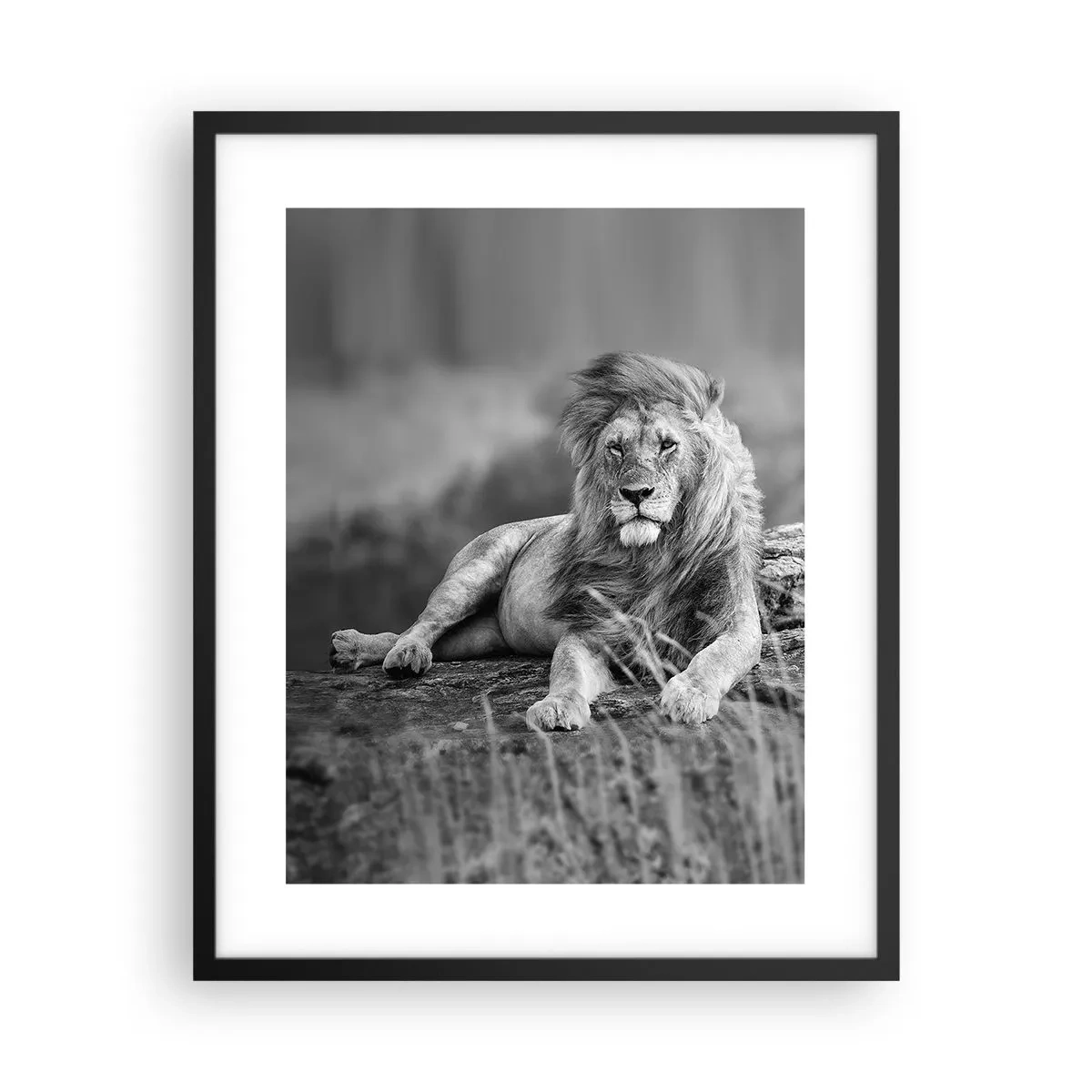 Poster în ramă neagră - Siesta regală - 40x50 cm