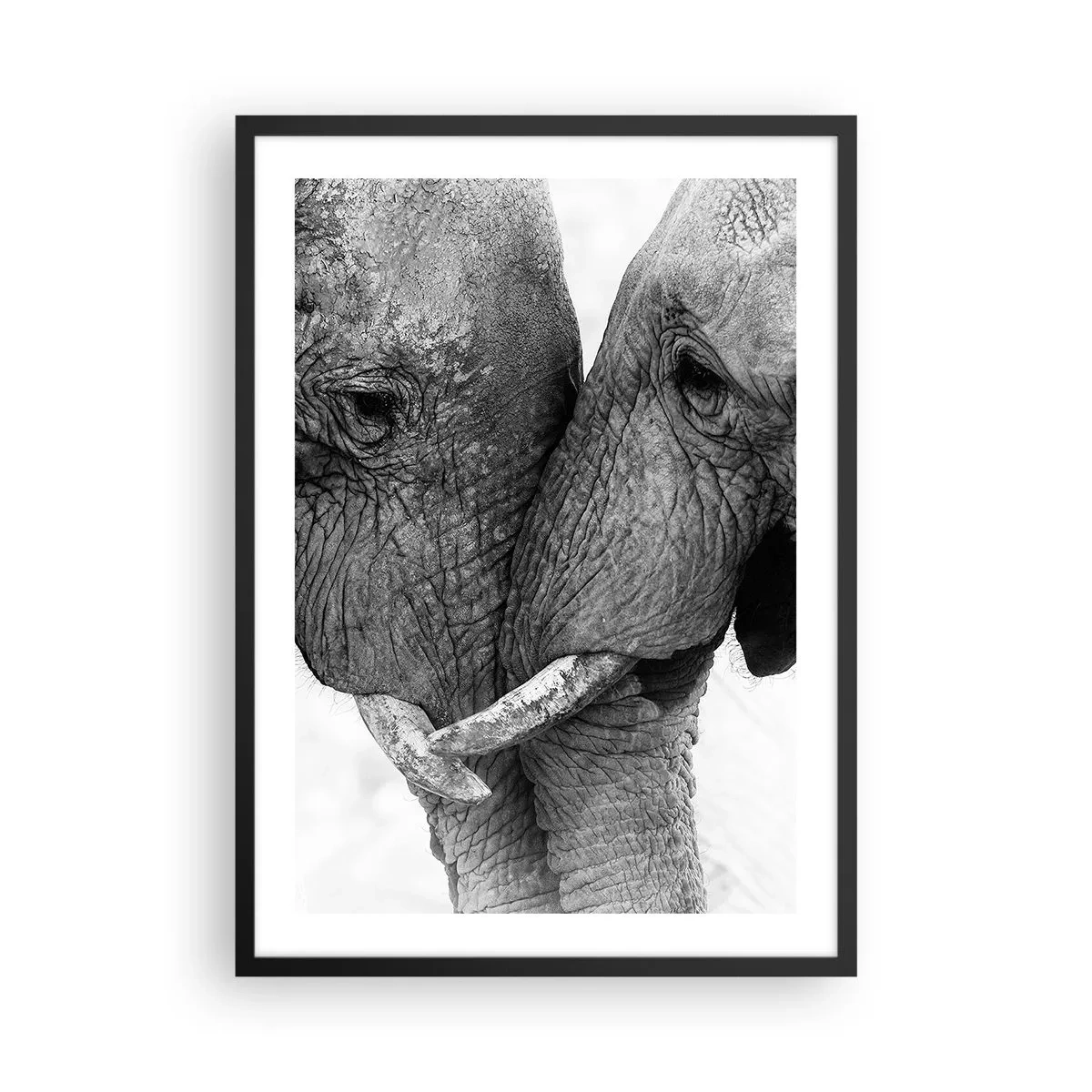 Poster în ramă neagră - Prim-plan cu doi elefanți în alb și negru - 50x70cm - Mărturisire din inimă - Decorațiune modernă pentru perete pentru living și dormitor ARTTOR