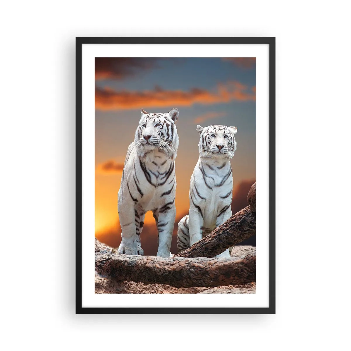 Poster în ramă neagră - Tigri albi pe fondul apusului de soare - 50x70cm - La fel ca în Narnia - Decorațiune modernă pentru perete pentru living și dormitor ARTTOR