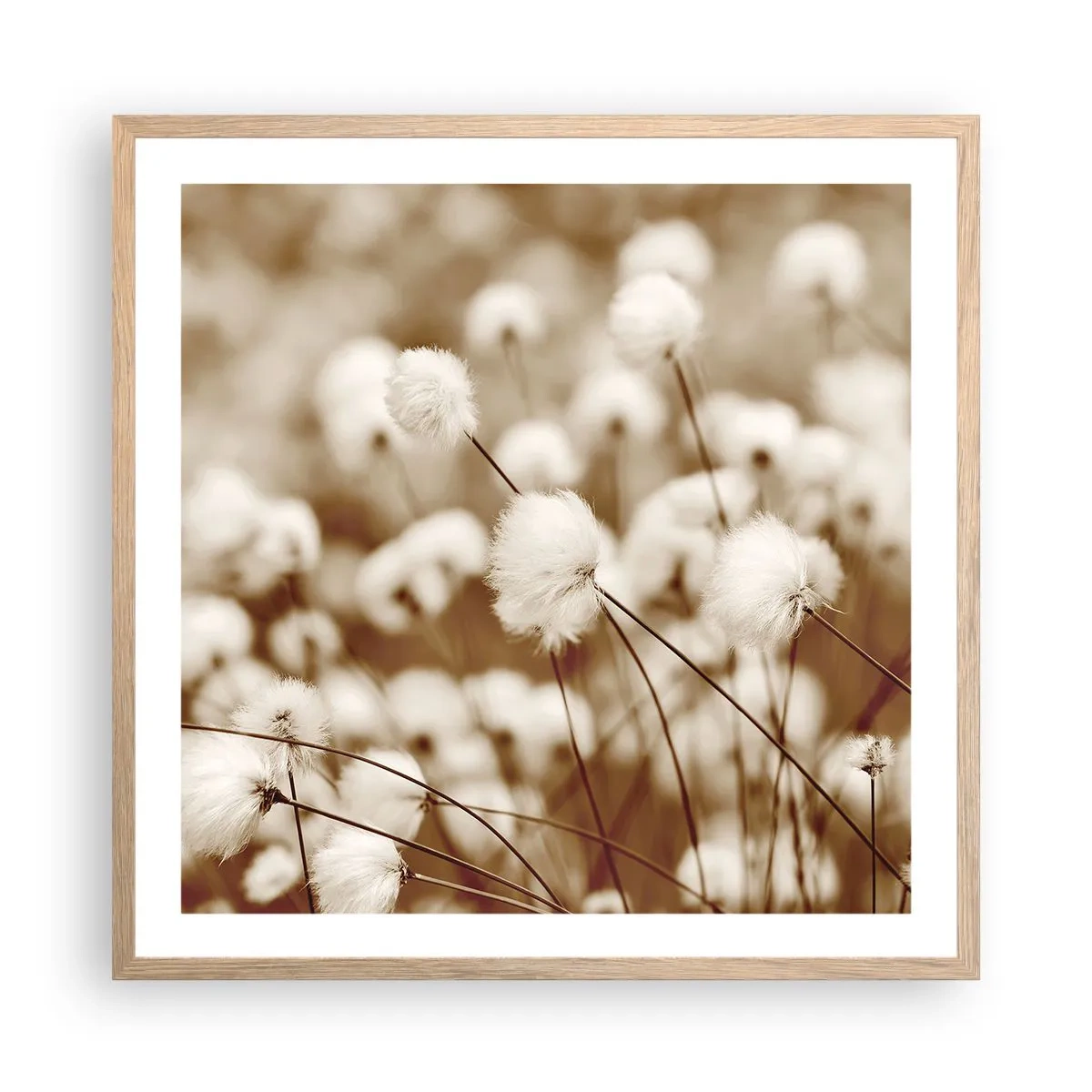 Poster în ramă de stejar deschis - Câmp pufos - 60x60 cm