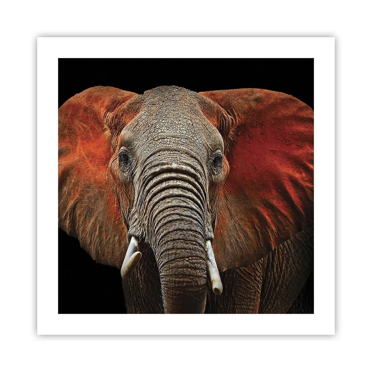 Poster - Sunt sălbatic, și tu? - 50x50 cm