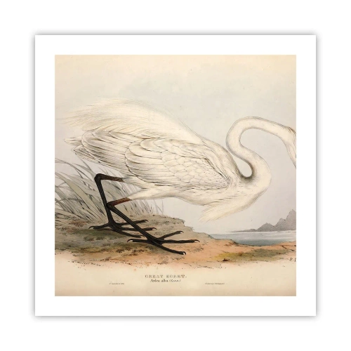 Poster - Doamna în stufărișuri - 50x50 cm