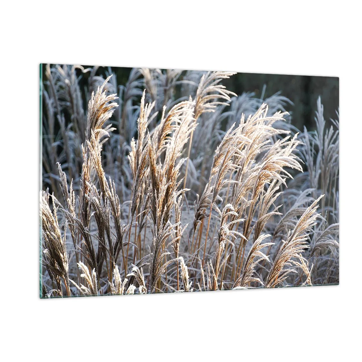 Tablou pe sticlă - Împodobite cu brumă - 120x80 cm