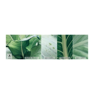 Mostră de Tapet Standard Eco - Viață intensă în verde - Frunze, Exotic, Botanic - 100x30 cm