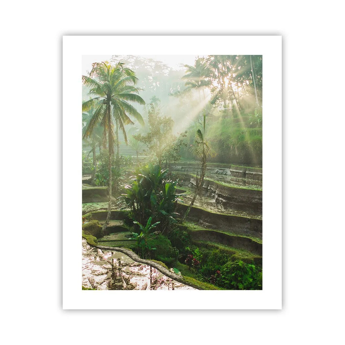 Poster - Crescând la soare - 40x50 cm