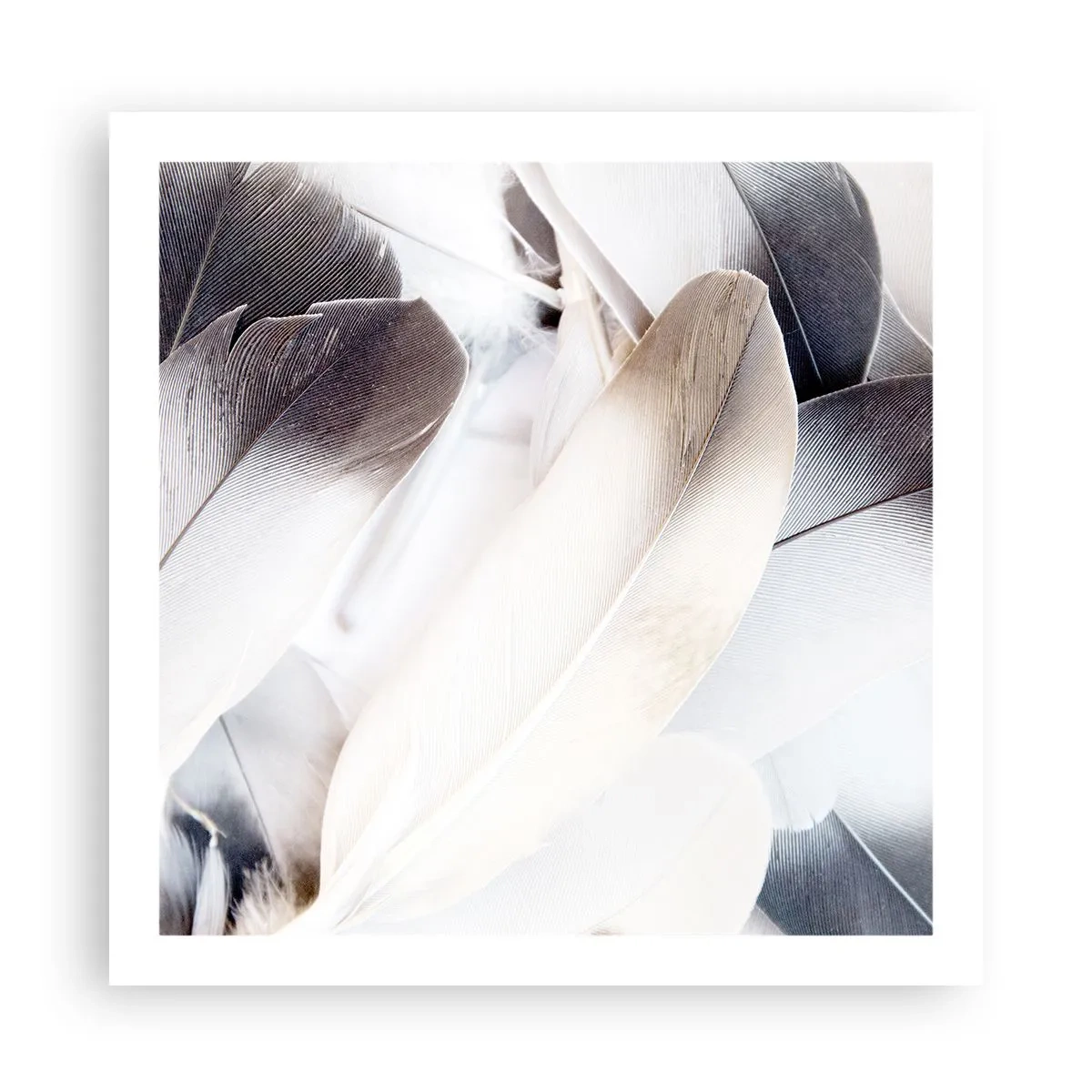 Poster - Aproape angelice - 60x60 cm