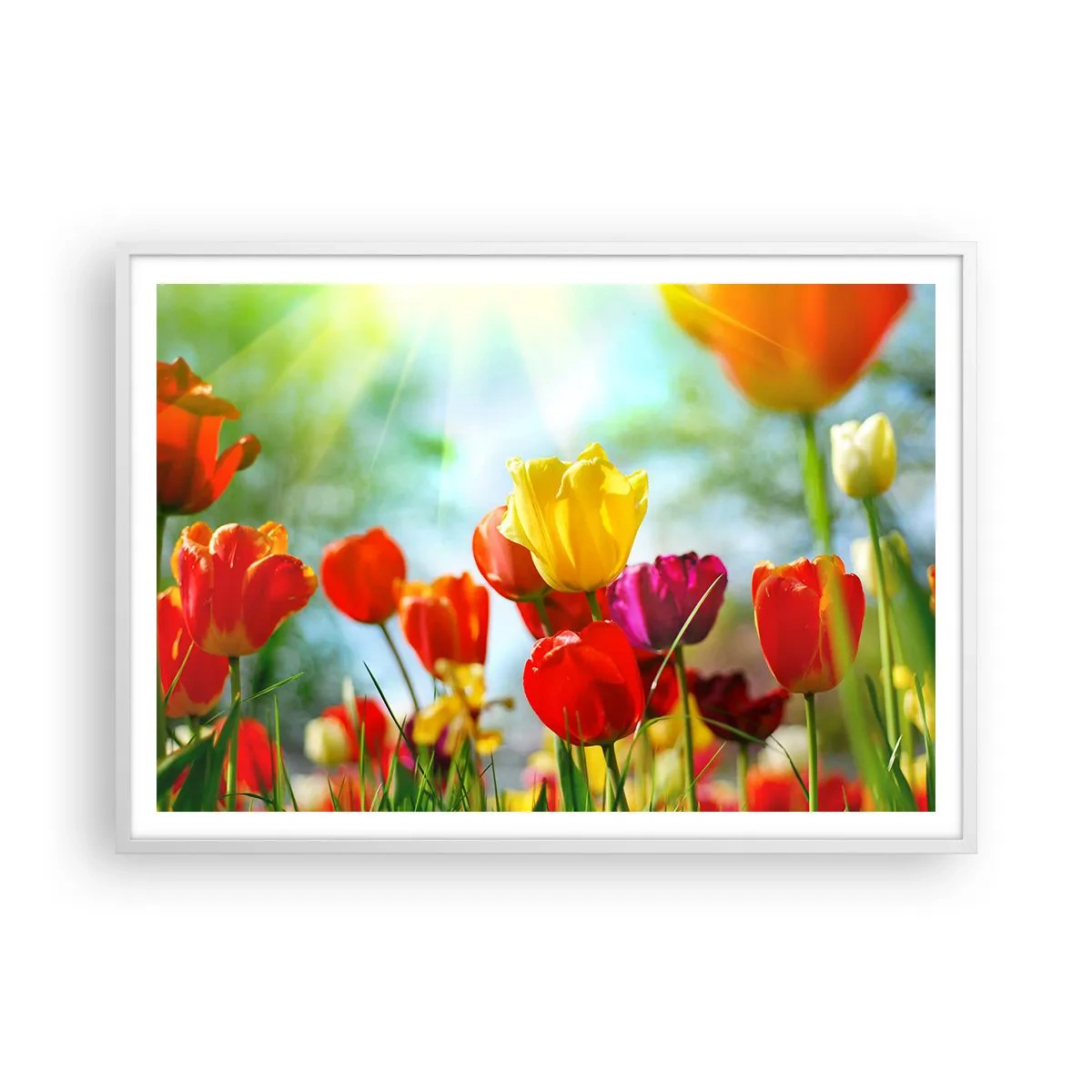 Poster în ramă albă - Toate culorile soarelui - 100x70 cm