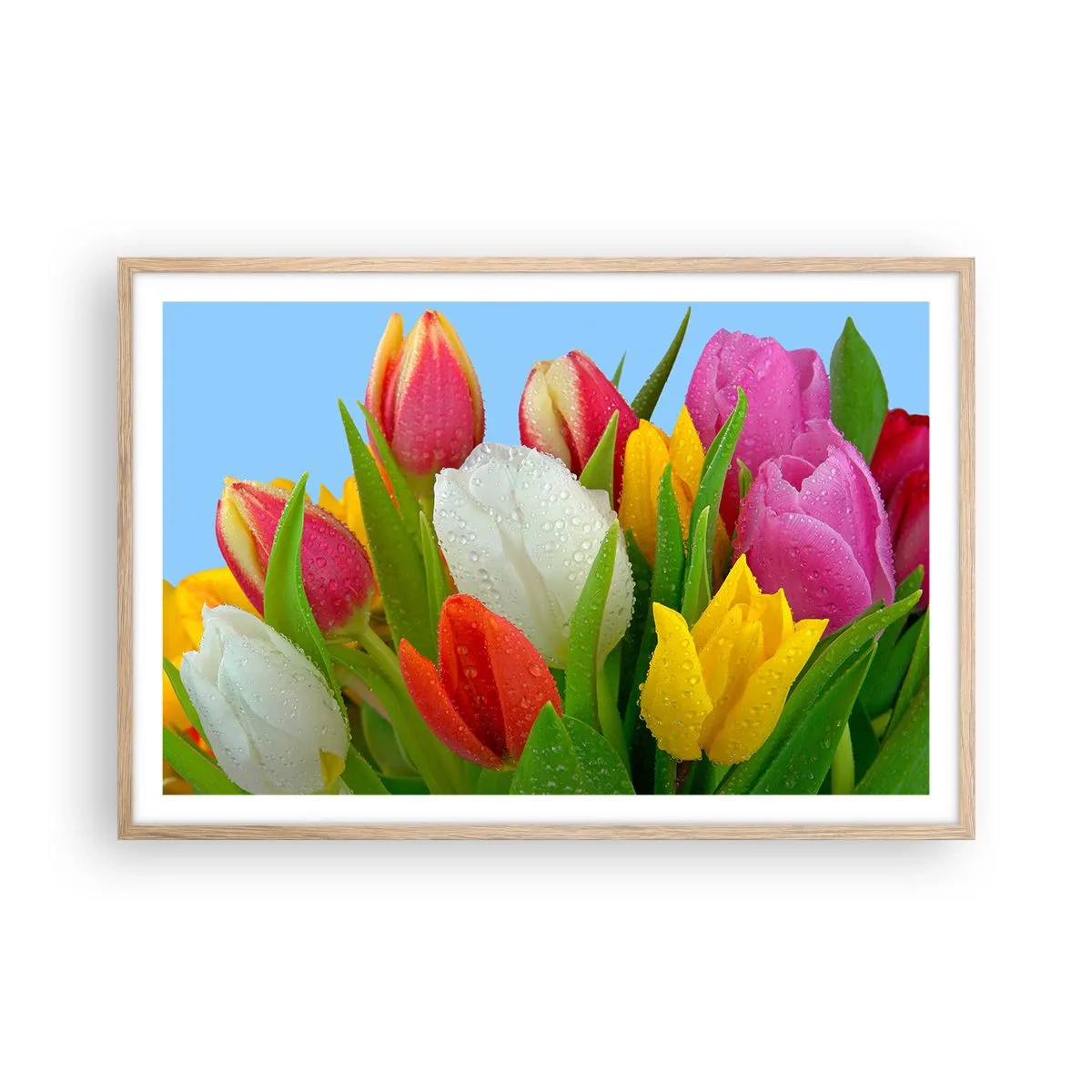 Poster în ramă de stejar deschis - Un curcubeu floral în picături de rouă - 91x61 cm