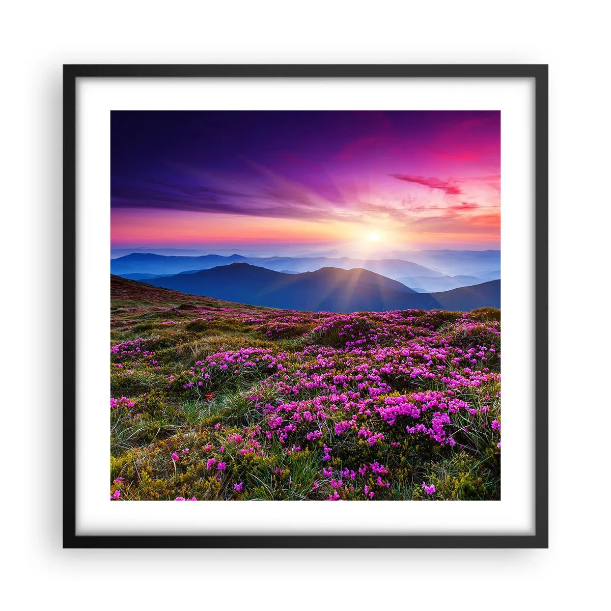 Poster în ramă neagră - Ierburile proaspete miroseau puternic - 50x50 cm