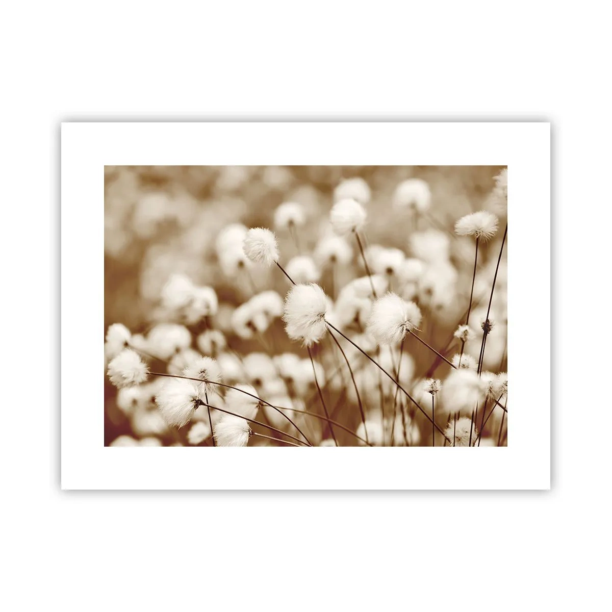 Poster - Câmp pufos - 40x30 cm