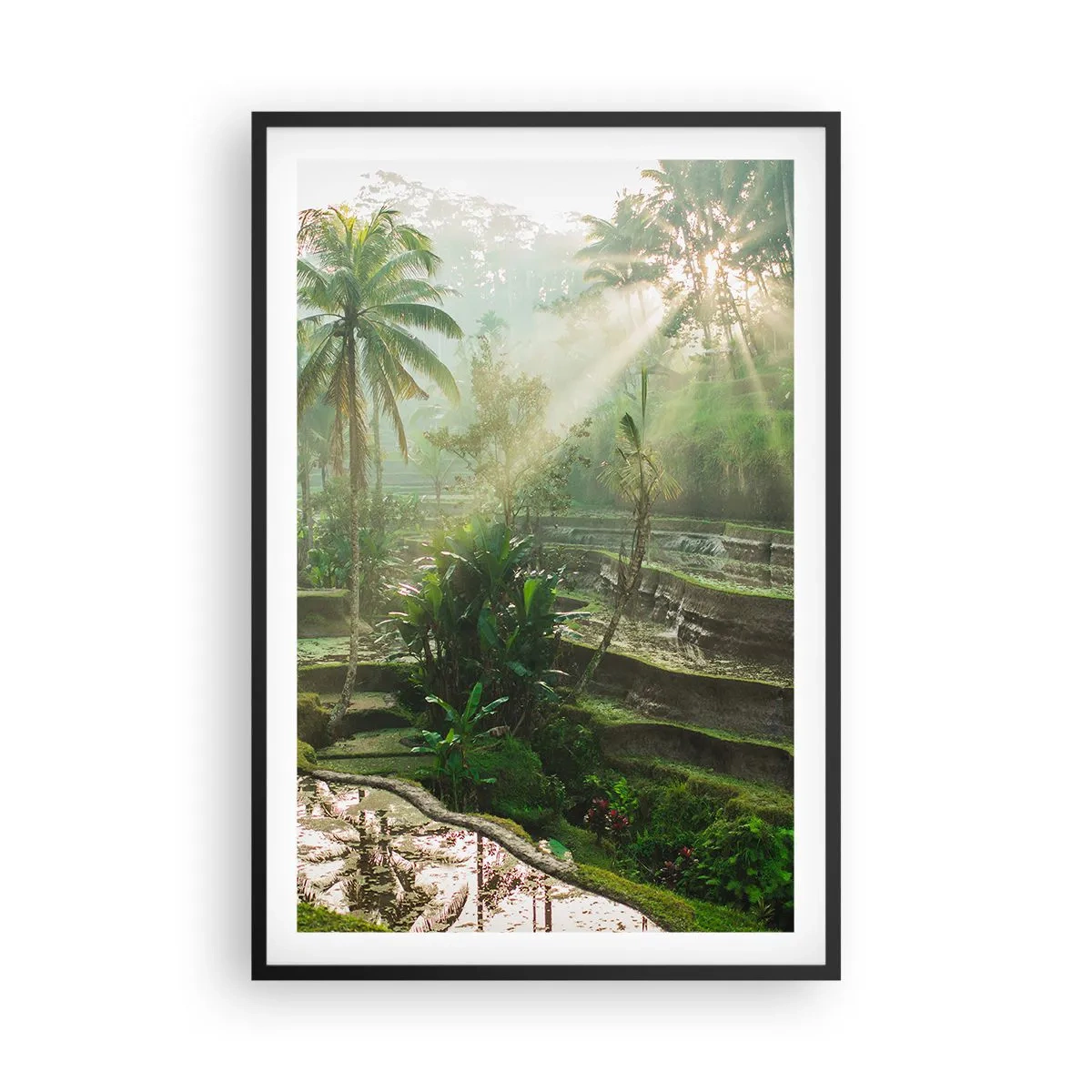 Poster în ramă neagră - Crescând la soare - 61x91 cm