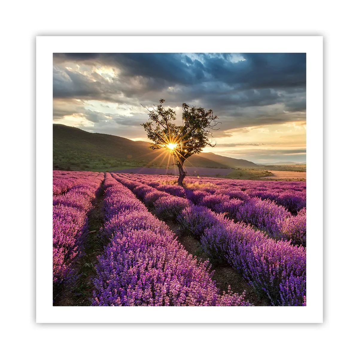 Poster - Aroma în liliac - 60x60 cm