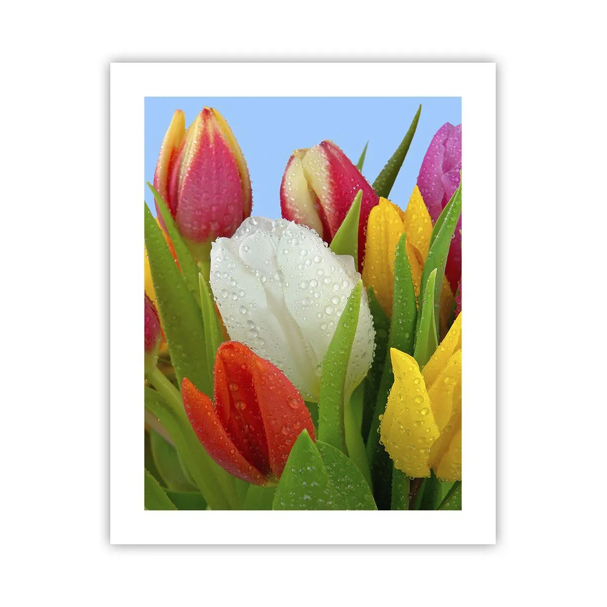Poster - Un curcubeu floral în picături de rouă - 40x50 cm