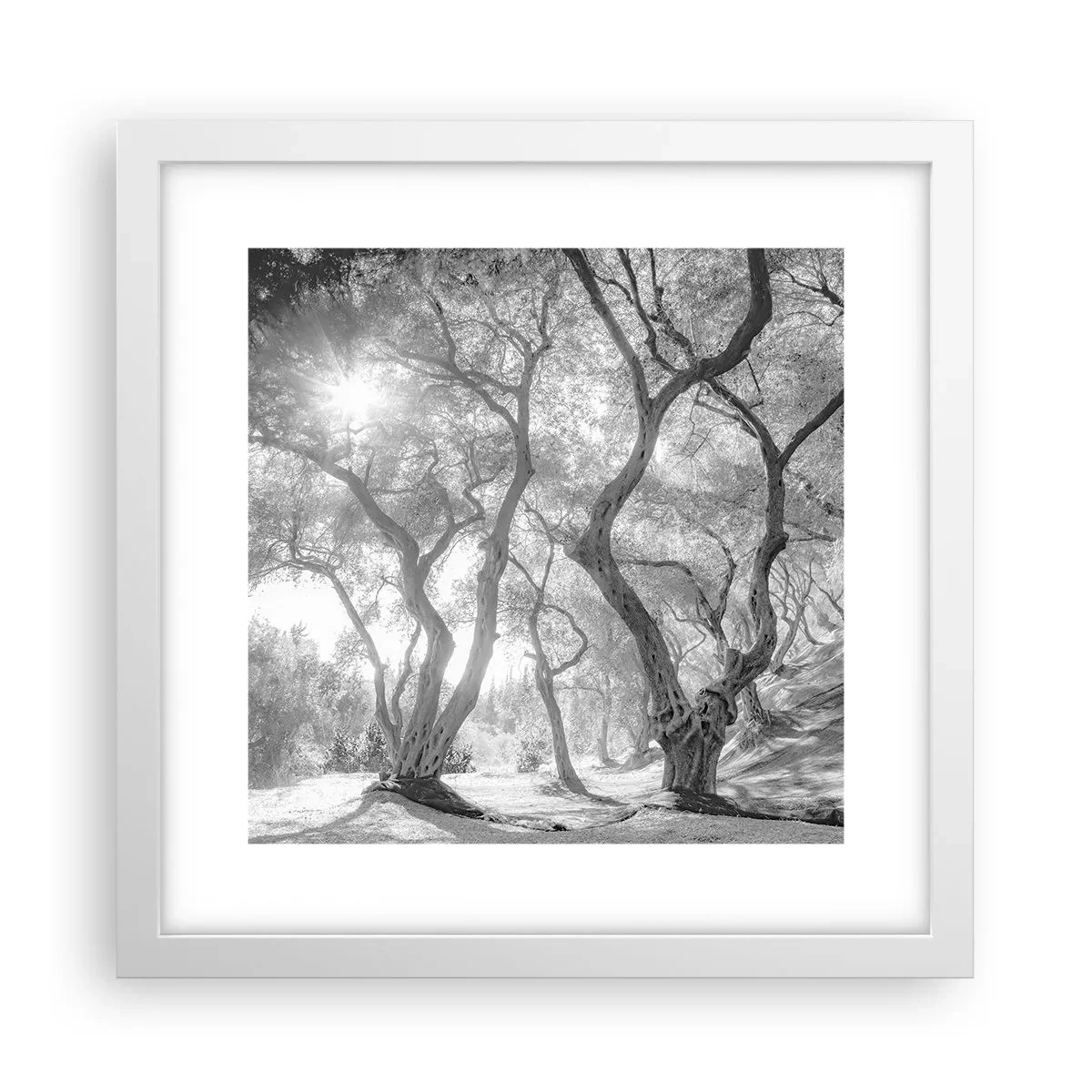 Poster în ramă albă - Într-o livadă de măslini - 30x30 cm