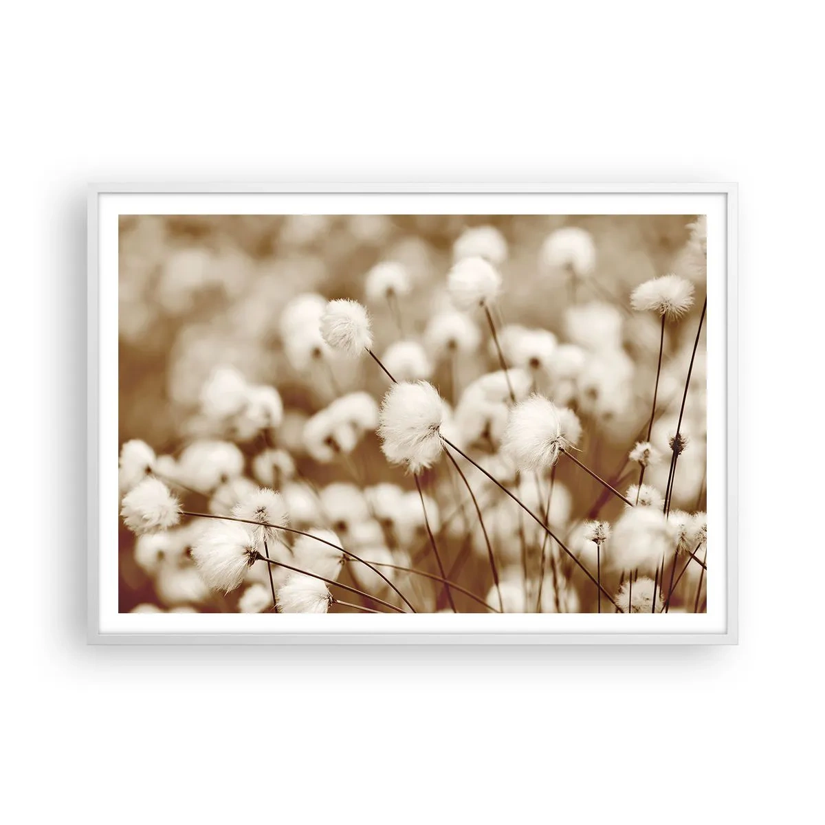 Poster în ramă albă - Câmp pufos - 100x70 cm