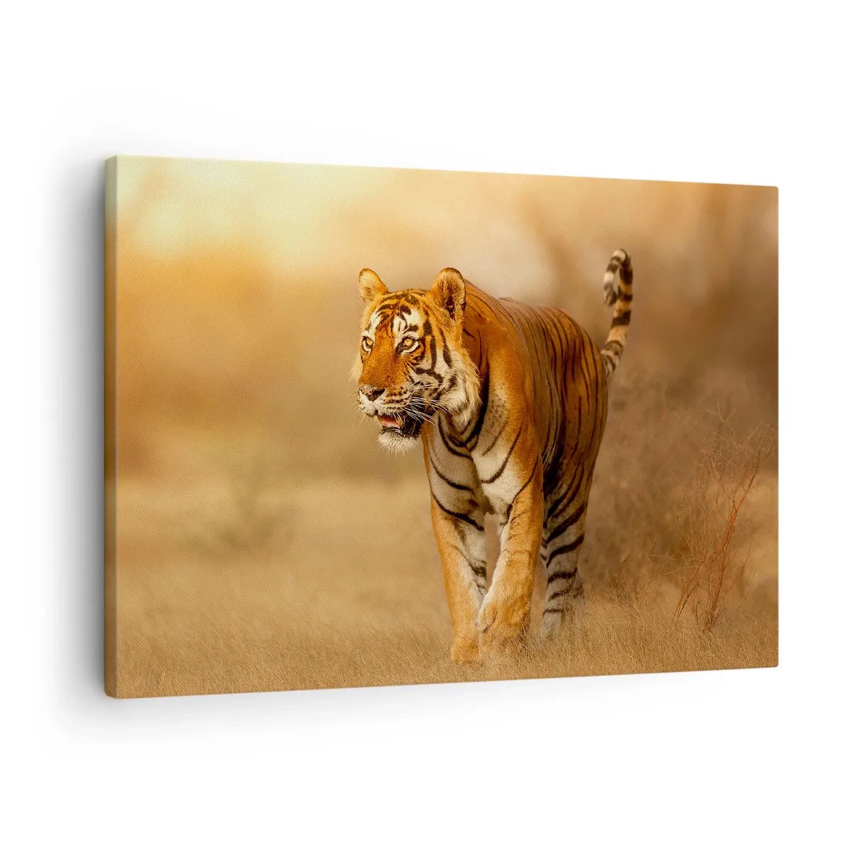 Tablou pe pânză Canvas - Un tigru care se plimbă prin savană în culori calde - 70x50cm - Înainte de atac - Decorațiune modernă pentru perete pentru living și dormitor ARTTOR