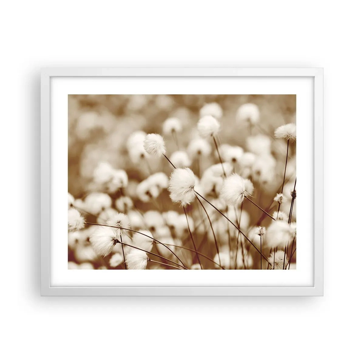 Poster în ramă albă - Câmp pufos - 50x40 cm