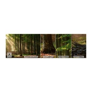 Mostră tapet autocolant Deluxe Sticker - Strălucitoare într-o dimineață de primăvară - Peisaj, pădure, Parc - 100x30 cm