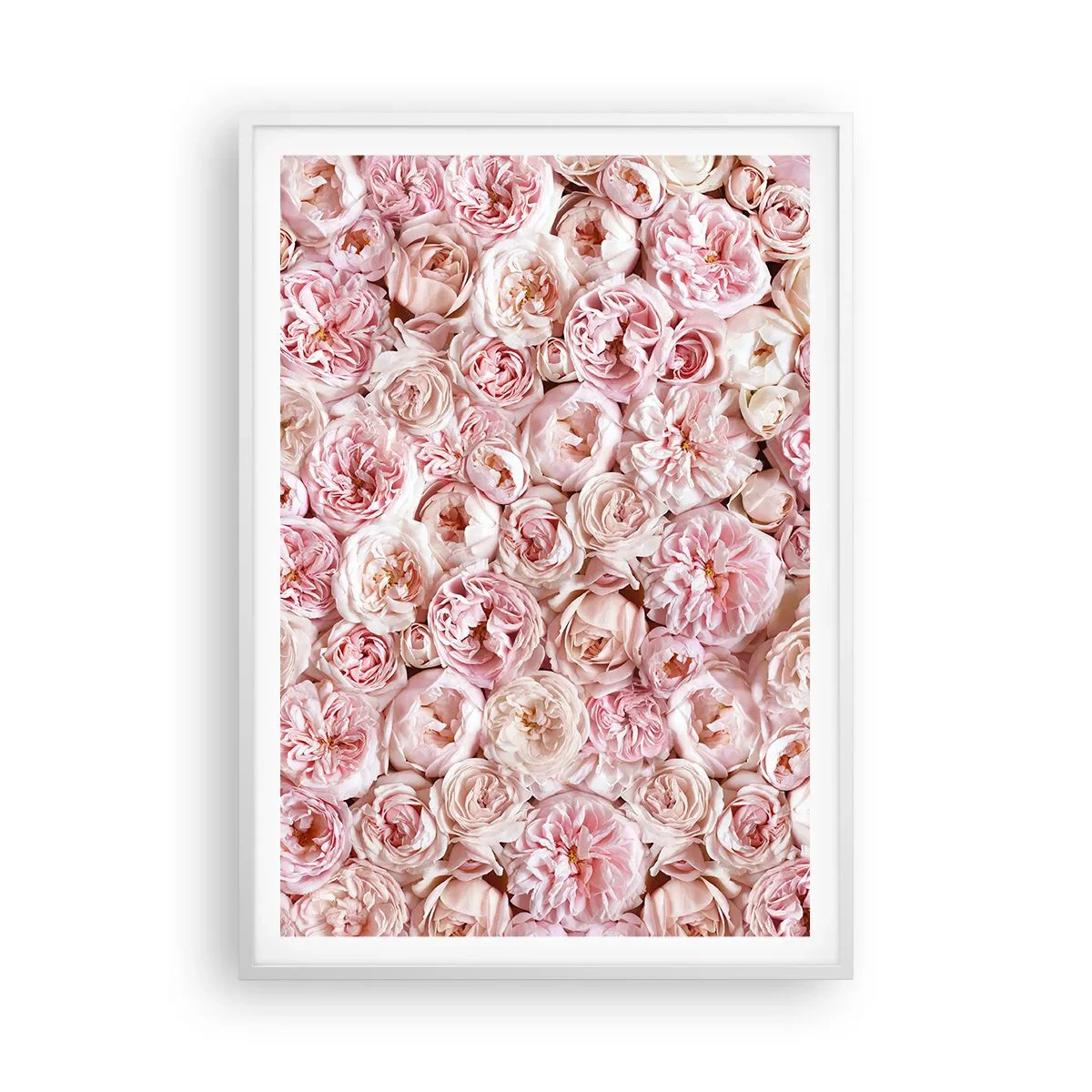 Poster în ramă albă - Presărat cu trandafiri - 70x100 cm
