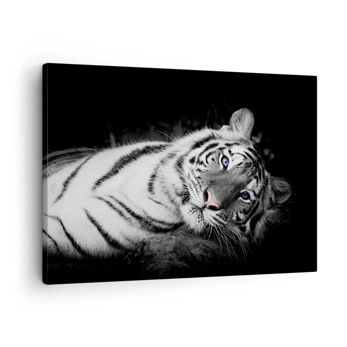 Tablou pe pânză Canvas - Un tigru alb, redat artistic, pe un fundal negru - 70x50cm - Sălbăticie și pace - Decorațiune modernă pentru perete pentru living și dormitor ARTTOR