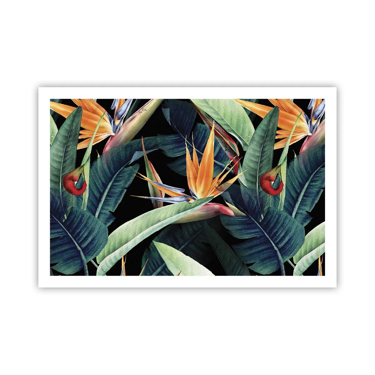 Poster - Florile de flacără ale tropicelor - 91x61 cm