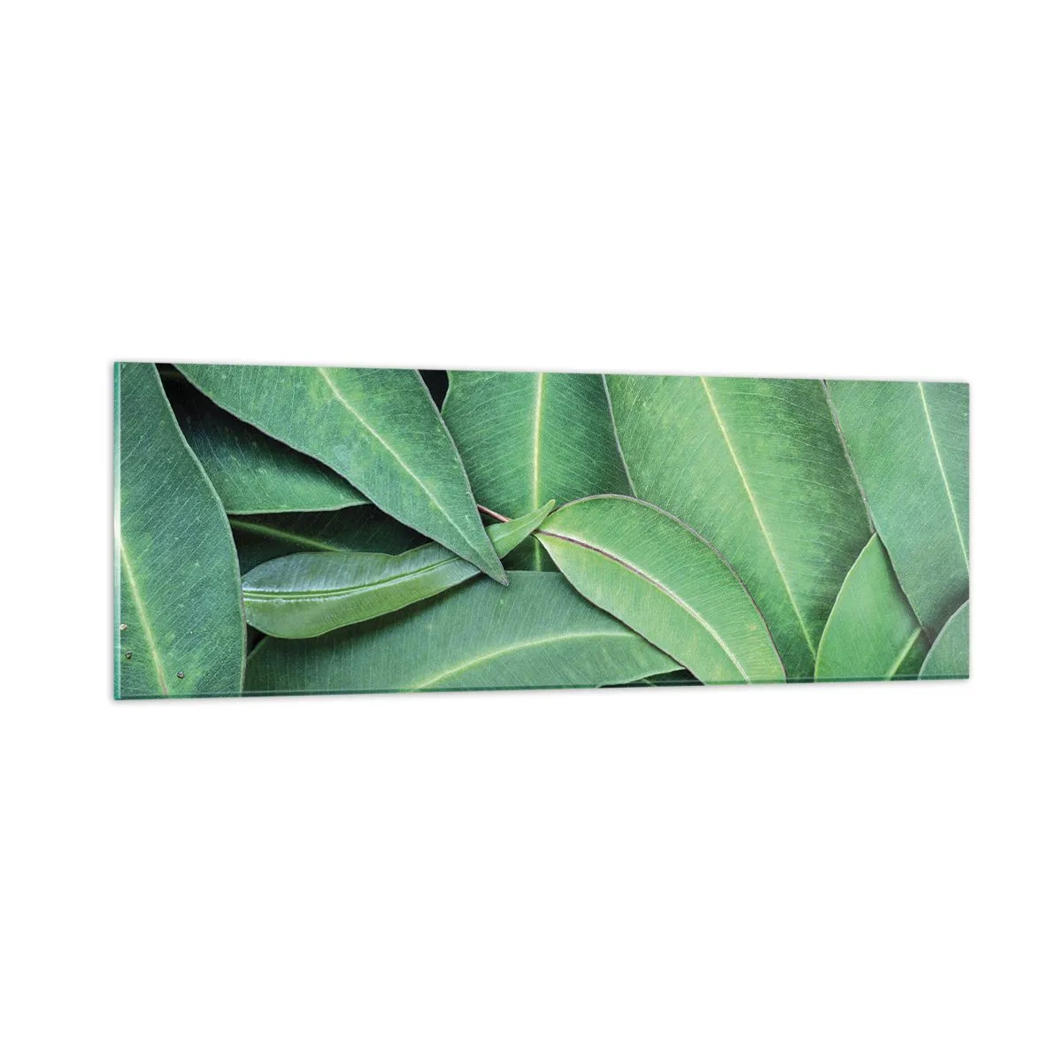 Tablou pe sticlă - Suculente și proaspete - 90x30 cm