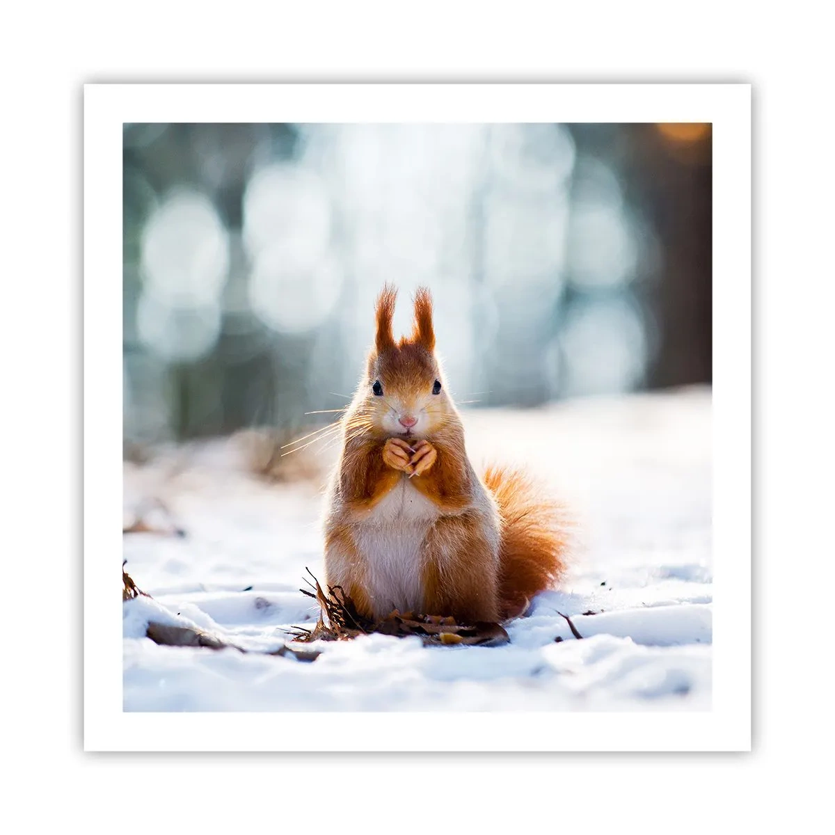 Poster - Și la ce te uiți? - 60x60 cm