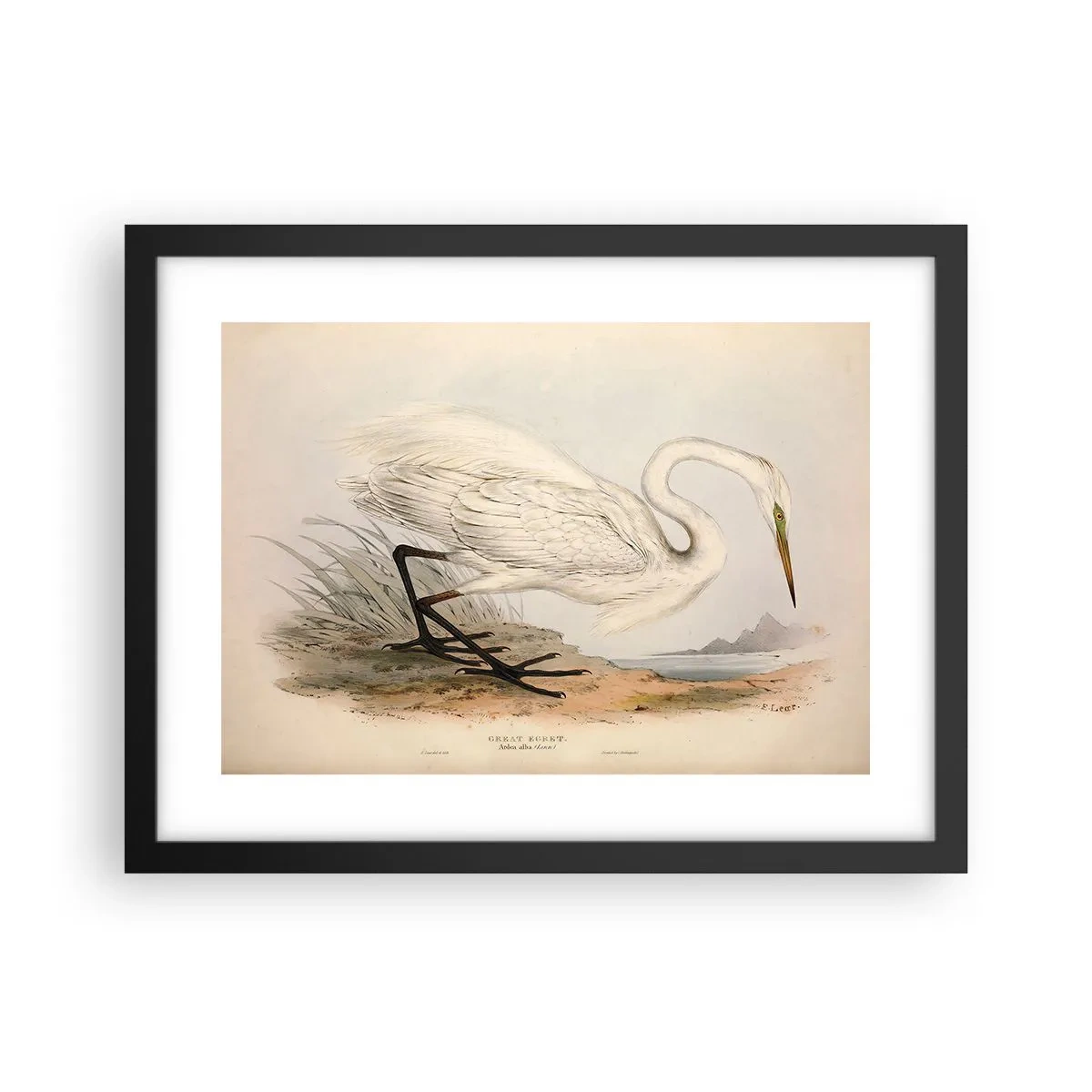 Poster în ramă neagră - Doamna în stufărișuri - 40x30 cm