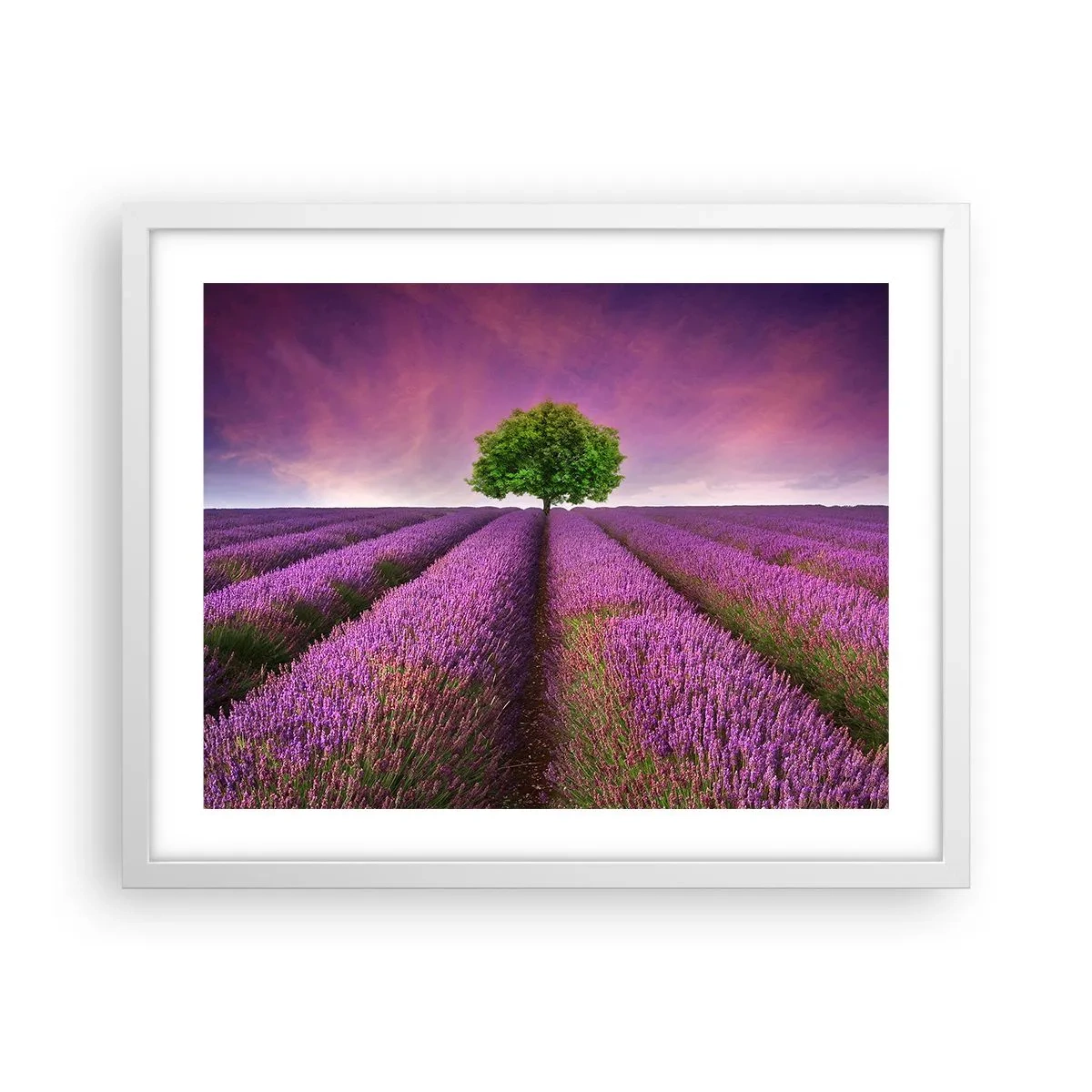 Poster în ramă albă - În câmpurile de lavandă - 50x40 cm