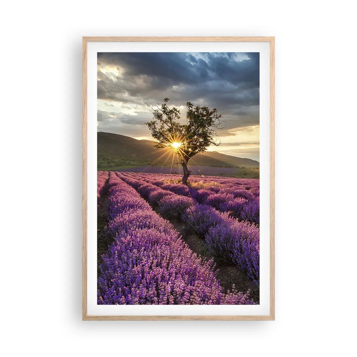 Poster în ramă de stejar deschis - Aroma în liliac - 61x91 cm