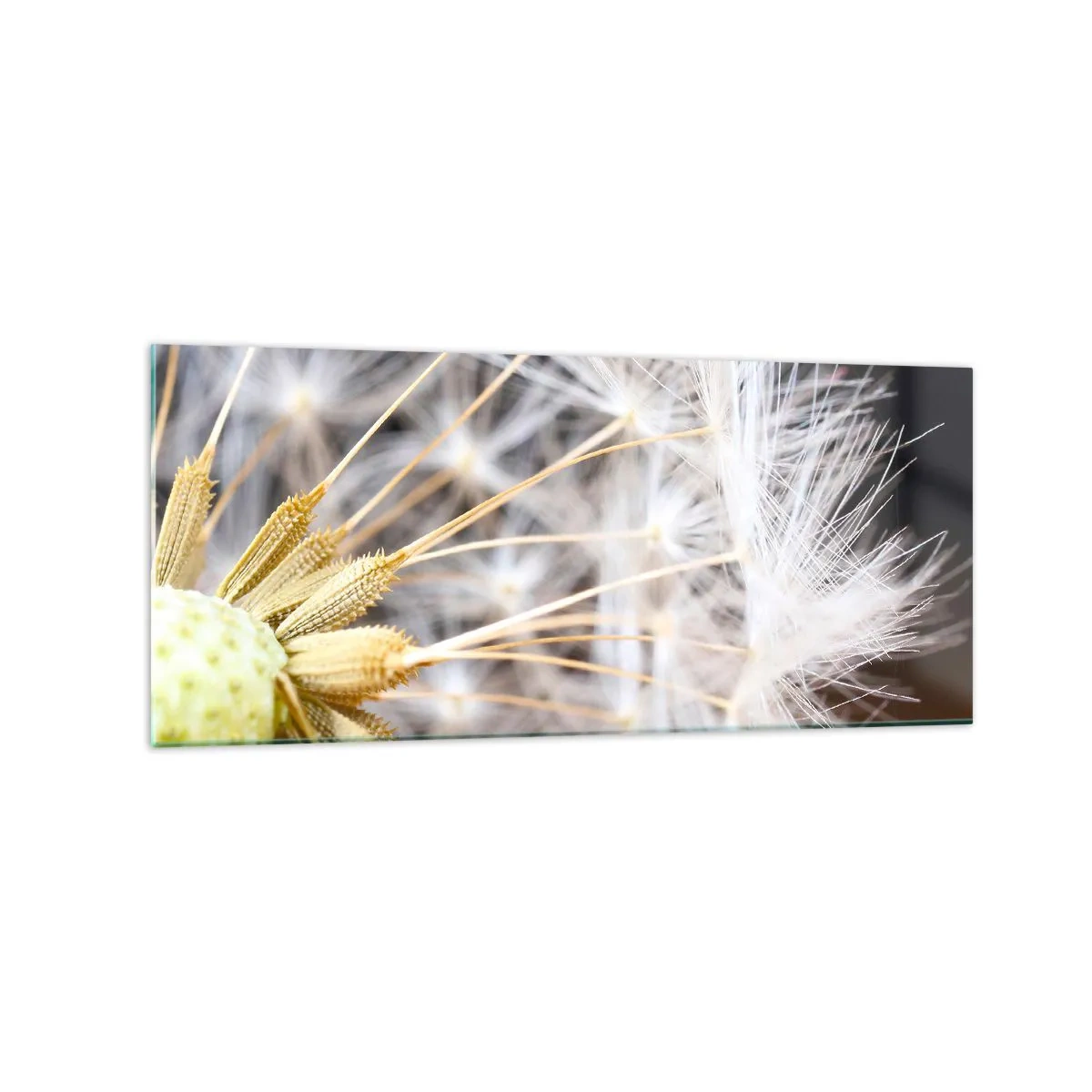 Tablou pe sticlă - Chiar înainte de zbor... - 120x50 cm