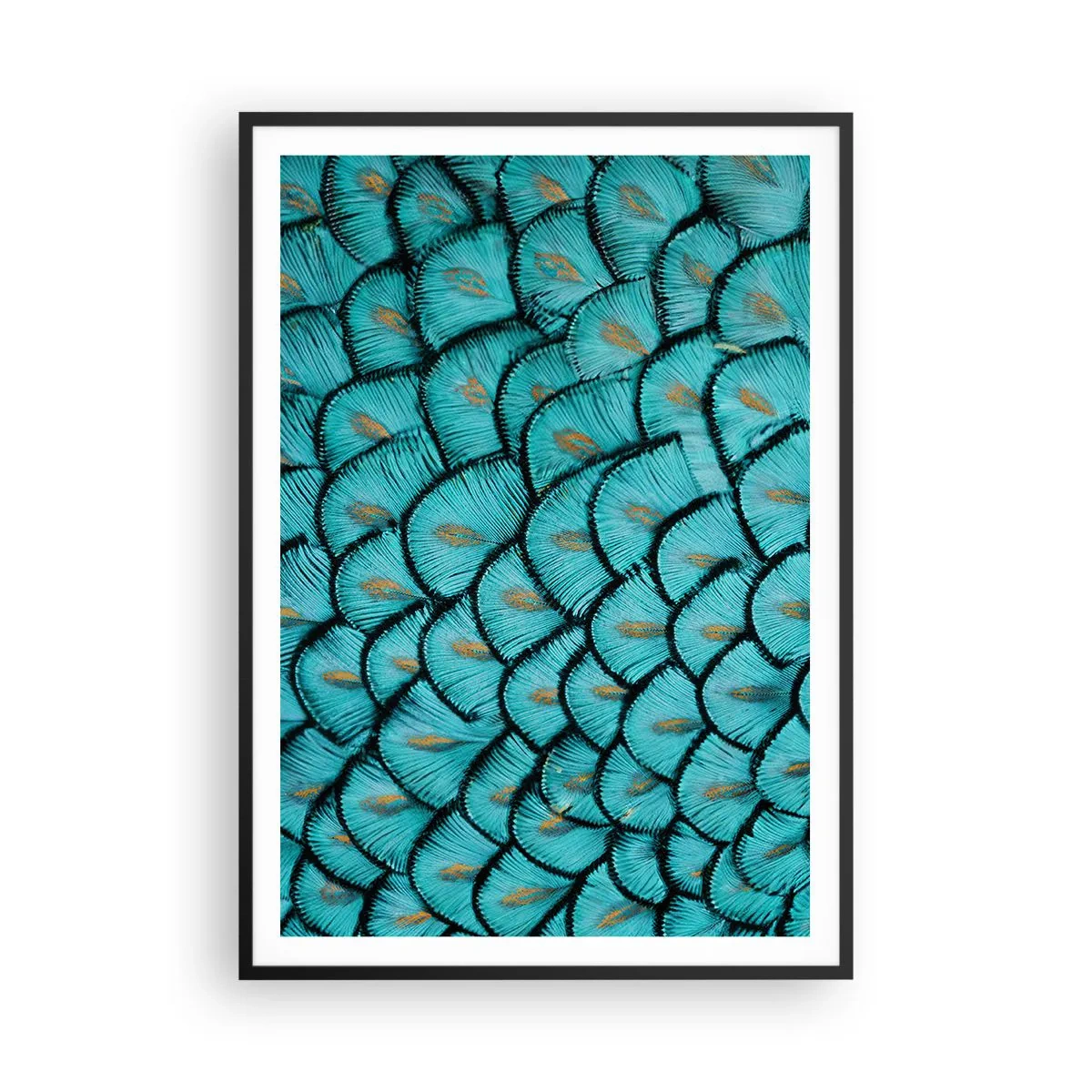 Poster în ramă neagră - Marea gală a penelor - 70x100 cm