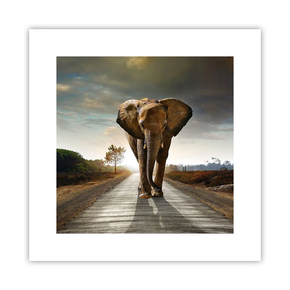 Poster - Și-a pierdut cipicii... - 30x30 cm