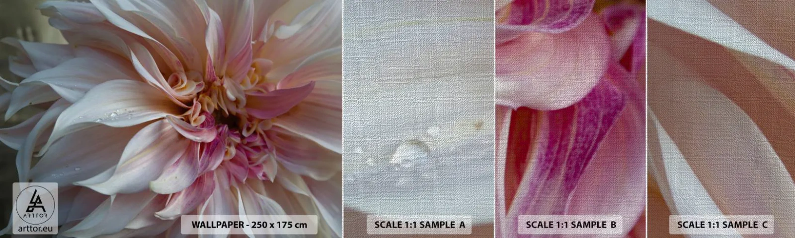 Mostră tapet Premium Canvas - Prospețime înfloritoare - Floare, Dalie, Plantă - 100x30 cm