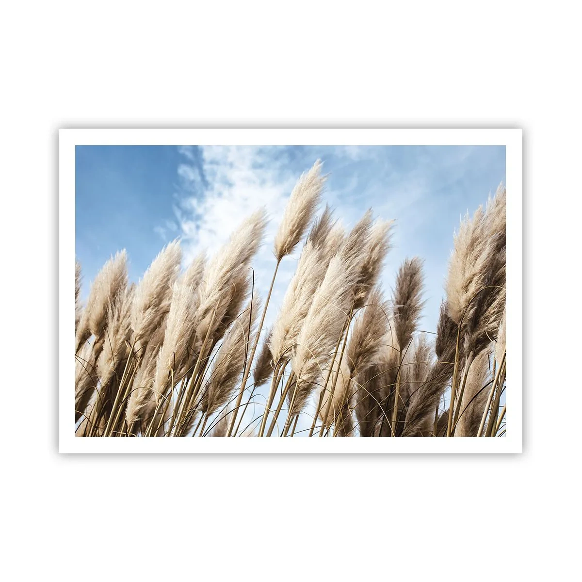 Poster - Mângâiere însorită și vântoasă - 100x70 cm