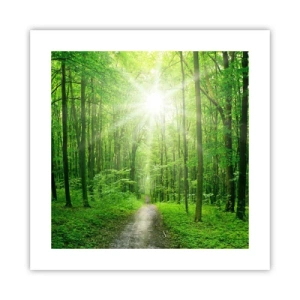 Poster - Catedrala verde - 40x40 cm