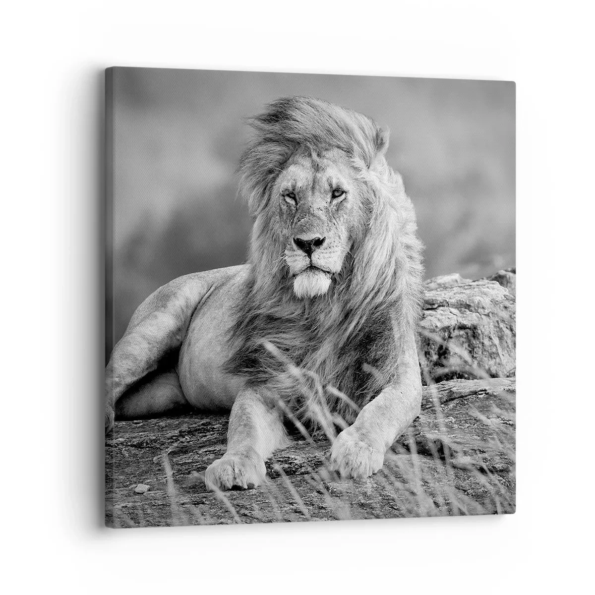 Tablou pe pânză - Siesta regală - 30x30 cm