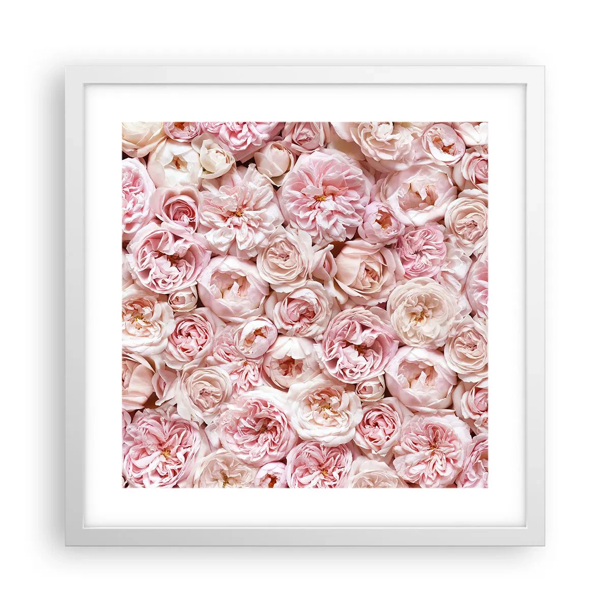 Poster în ramă albă - Presărat cu trandafiri - 40x40 cm