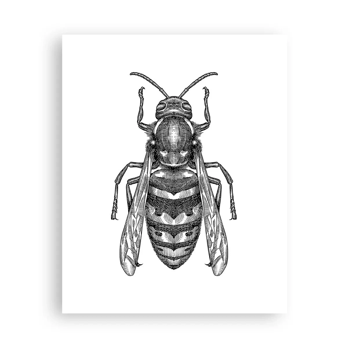 Poster - De pe o planetă de insecte - 40x50 cm