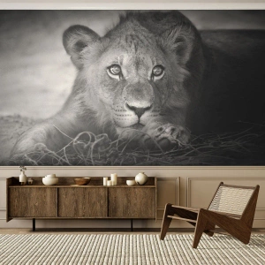 Tapet Standard Eco - Pisicuța regală - Animale, Leu, alb-negru - 450x315 cm