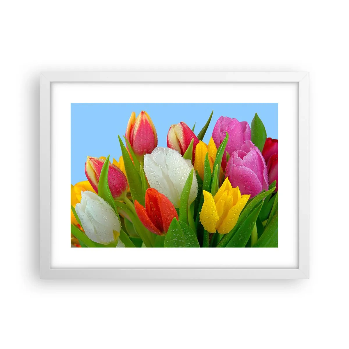 Poster în ramă albă - Un curcubeu floral în picături de rouă - 40x30 cm