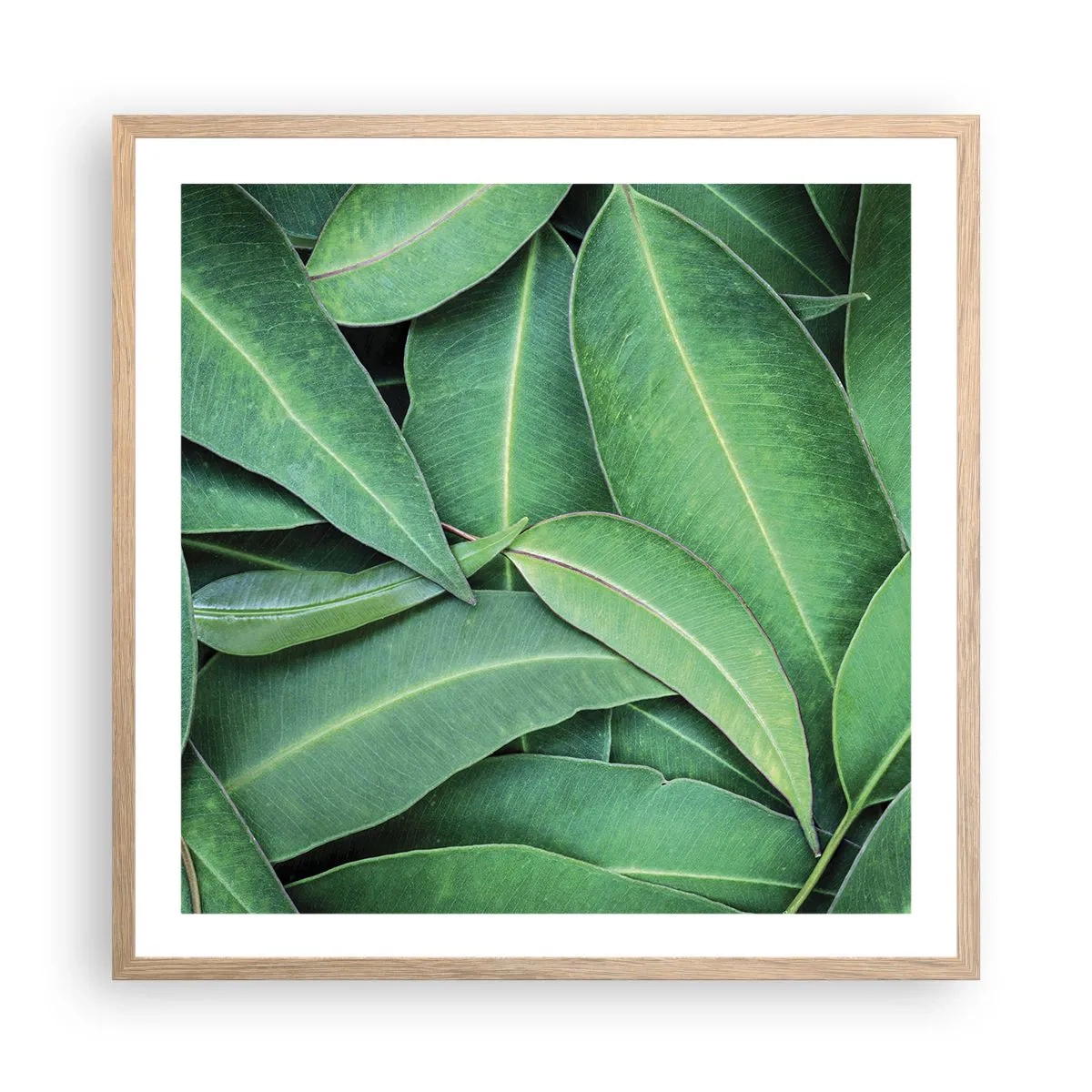 Poster în ramă de stejar deschis - Suculente și proaspete - 60x60 cm