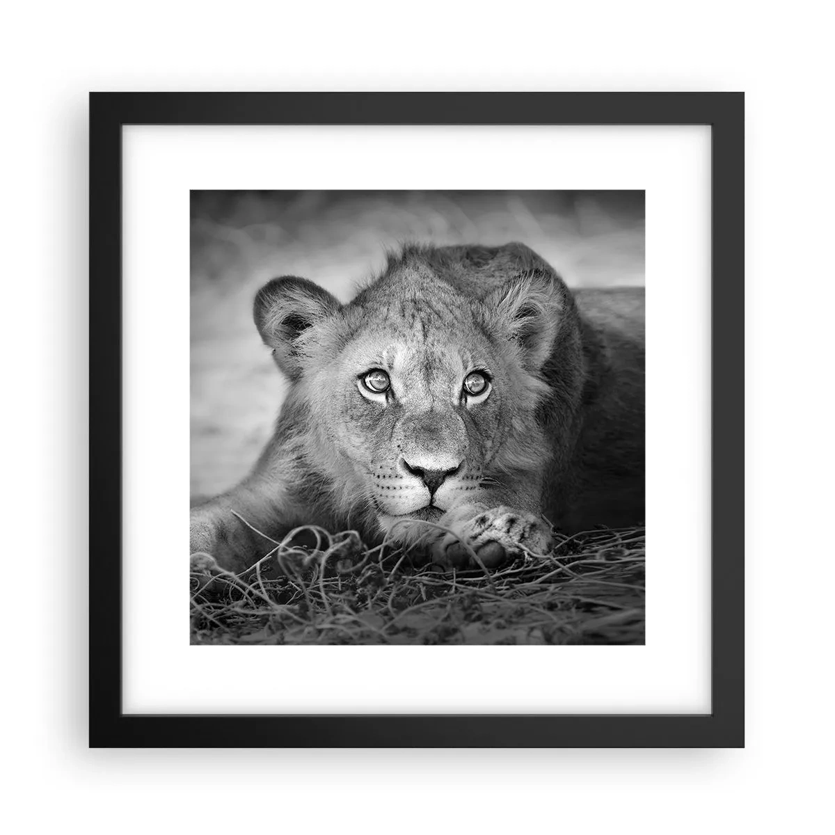 Poster în ramă neagră - Pisicuța regală - 30x30 cm