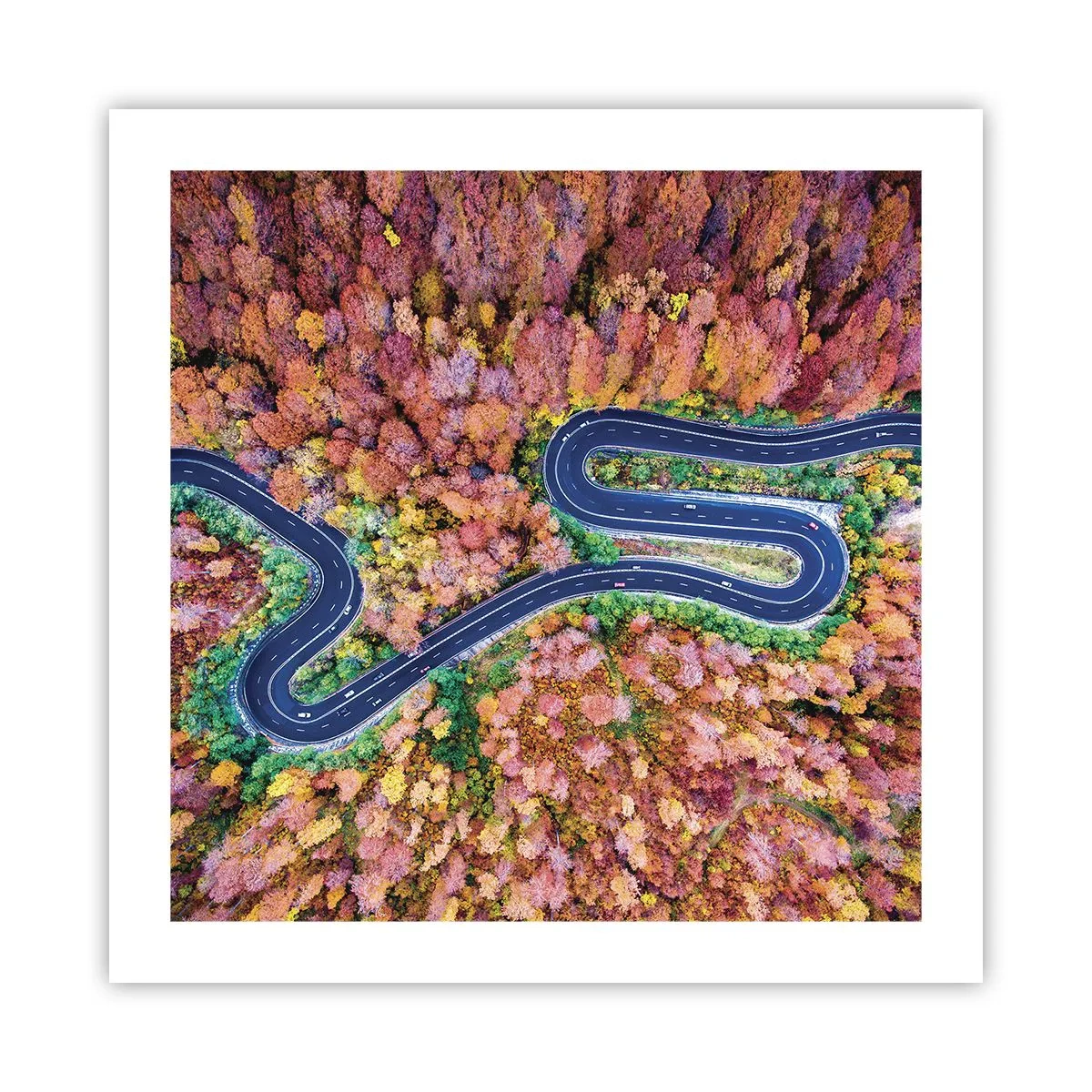 Poster - Un drum șerpuit prin pădure - 50x50 cm