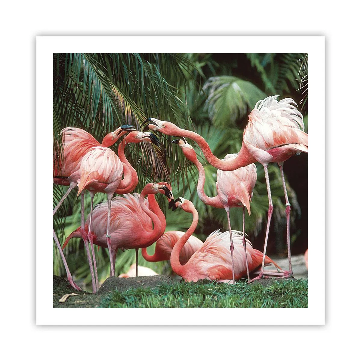 Poster - Bârfa de după-amiază - 60x60 cm